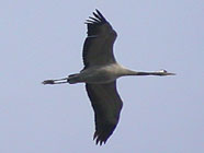 Birds of Extremadura, Spain - Common Crane © John Muddeman